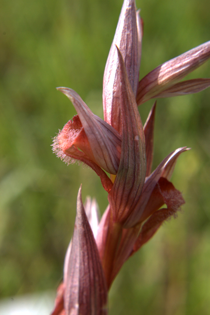 Serapias vomeracea e cordigera con ibridi dalla Lucania